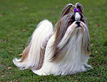 Click image for larger version

Name:	shih-tzu-dog5.jpg
Views:	542
Size:	22.0 KB
ID:	11604