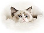 Click image for larger version

Name:	white_cat_ragdoll_wallpaper.jpg
Views:	242
Size:	29.1 KB
ID:	11624