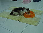 Click image for larger version

Name:	mimie eating.jpg
Views:	89
Size:	34.8 KB
ID:	8210