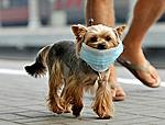 Click image for larger version

Name:	A small dog wears a face mask.jpg
Views:	267
Size:	32.2 KB
ID:	9813