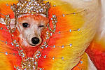 Click image for larger version

Name:	Dyed-doggies-004.jpg
Views:	54
Size:	63.8 KB
ID:	6899