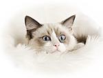 Click image for larger version

Name:	white_cat_ragdoll_wallpaper.jpg
Views:	239
Size:	29.1 KB
ID:	11624