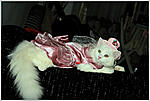 Click image for larger version

Name:	snowy super cat.jpg
Views:	574
Size:	67.4 KB
ID:	10343