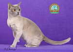 Click image for larger version

Name:	burmese 1gif.gif
Views:	94
Size:	54.7 KB
ID:	1061