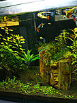 Click image for larger version

Name:	guppies7.jpg
Views:	357
Size:	260.7 KB
ID:	10357