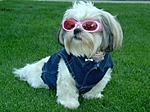 Click image for larger version

Name:	shih_tzu_dog.jpg
Views:	231
Size:	30.4 KB
ID:	11623