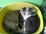 Click image for larger version

Name:	Omey N Momot.jpg
Views:	131
Size:	79.4 KB
ID:	10642