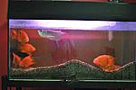 Click image for larger version

Name:	silverarowana&redparrots2.jpg
Views:	267
Size:	68.5 KB
ID:	10124