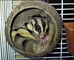 Click image for larger version

Name:	sugar glider.JPG
Views:	125
Size:	107.4 KB
ID:	3698