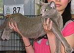 Click image for larger version

Name:	grey cat.jpg
Views:	4060
Size:	91.4 KB
ID:	1509