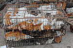 Click image for larger version

Name:	Guangzhou cats in cages 2.jpg
Views:	366
Size:	52.9 KB
ID:	10874