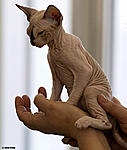 Click image for larger version

Name:	CatSphinx.jpg
Views:	78
Size:	31.0 KB
ID:	10132