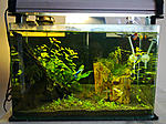 Click image for larger version

Name:	guppies9.jpg
Views:	247
Size:	125.9 KB
ID:	10359