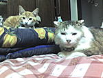 Click image for larger version

Name:	My Lovely Sons- Bailey & Bigbie 3.jpg
Views:	96
Size:	69.7 KB
ID:	3263