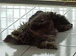 Click image for larger version

Name:	Sally_Sleeping.JPG
Views:	180
Size:	13.4 KB
ID:	4829