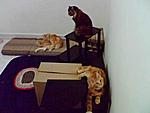 Click image for larger version

Name:	furkids.jpg
Views:	224
Size:	13.3 KB
ID:	3418