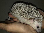 Click image for larger version

Name:	Hedgehog.jpg
Views:	132
Size:	97.3 KB
ID:	3699