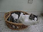 Click image for larger version

Name:	Kucing.jpg
Views:	203
Size:	57.8 KB
ID:	7693