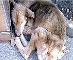 Click image for larger version

Name:	AnimalAbuse2.jpg
Views:	303
Size:	22.1 KB
ID:	6108