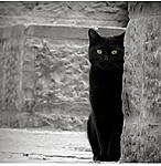 Click image for larger version

Name:	66d2c7e413c389ea1dad50fb83fa5d73--black-cat-baghera.jpg
Views:	101
Size:	53.1 KB
ID:	12451