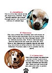 Click image for larger version

Name:	AD0908-1Hibatullah0908054_DogVaccines6.jpg
Views:	110
Size:	94.4 KB
ID:	9662