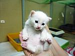 Click image for larger version

Name:	kitten 3.JPG
Views:	447
Size:	93.4 KB
ID:	5384