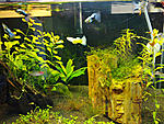 Click image for larger version

Name:	guppies8.jpg
Views:	256
Size:	157.8 KB
ID:	10358