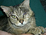 Click image for larger version

Name:	older cat 7.jpg
Views:	66
Size:	32.2 KB
ID:	1372