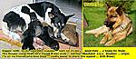 Click image for larger version

Name:	Doggie with 7 puppies .. Need HELP.jpg
Views:	252
Size:	81.5 KB
ID:	11796