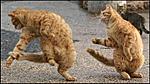 Click image for larger version

Name:	funny-dancing-cats.jpg
Views:	1181
Size:	20.2 KB
ID:	1647