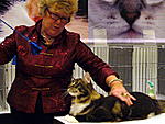 Click image for larger version

Name:	CAT SHOW HK APR09 122.jpg
Views:	287
Size:	78.1 KB
ID:	4472