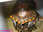 Click image for larger version

Name:	vivienturtle1.jpg
Views:	206
Size:	51.4 KB
ID:	1683