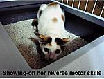 Click image for larger version

Name:	reverse motor skills.jpg
Views:	189
Size:	194.8 KB
ID:	4603