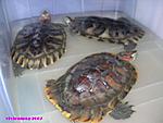 Click image for larger version

Name:	vivienturtle2.jpg
Views:	232
Size:	36.4 KB
ID:	1684