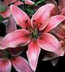 Click image for larger version

Name:	Deadly asian lilies 2.jpg
Views:	69
Size:	9.8 KB
ID:	1073