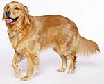 Click image for larger version

Name:	golden-retriever-1.jpg
Views:	244
Size:	26.1 KB
ID:	11602