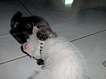 Click image for larger version

Name:	Kiki&Choco 029.jpg
Views:	94
Size:	40.1 KB
ID:	3753