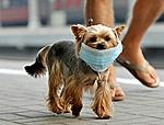 Click image for larger version

Name:	A small dog wears a face mask.jpg
Views:	268
Size:	32.2 KB
ID:	9813