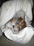 Click image for larger version

Name:	kittens.jpg
Views:	110
Size:	84.4 KB
ID:	11650