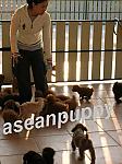 Click image for larger version

Name:	aseanpuppy.1.jpg
Views:	175
Size:	26.4 KB
ID:	84