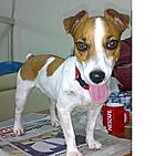 Click image for larger version

Name:	Millie JRT.JPG
Views:	51
Size:	31.9 KB
ID:	4629