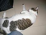 Click image for larger version

Name:	Kucing6.jpg
Views:	293
Size:	55.1 KB
ID:	8614