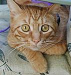 Click image for larger version

Name:	Franny cat Jaspurr red mackerel tabby.jpg
Views:	138
Size:	8.5 KB
ID:	1056