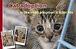 Click image for larger version

Name:	catadoptionforlifews.jpg
Views:	177
Size:	190.1 KB
ID:	9945