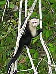 Click image for larger version

Name:	White-faced%20Capuchin%20Monkey.jpg
Views:	95
Size:	73.2 KB
ID:	6577