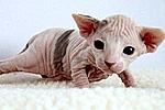 Click image for larger version

Name:	250px-2_week-old_Female_Sphynx_(Suki).jpg
Views:	62
Size:	7.8 KB
ID:	7933