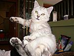 Click image for larger version

Name:	Kucing3.jpg
Views:	291
Size:	62.9 KB
ID:	8611