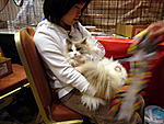 Click image for larger version

Name:	CAT SHOW HK APR09 311.jpg
Views:	263
Size:	69.0 KB
ID:	4494