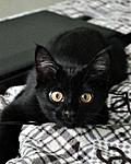 Click image for larger version

Name:	d6b618239e32df65d8b981b805fe4627--cute-black-cats-black-kittens.jpg
Views:	119
Size:	44.6 KB
ID:	12450