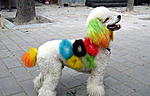 Click image for larger version

Name:	Dyed-doggies-006.jpg
Views:	49
Size:	35.8 KB
ID:	6901